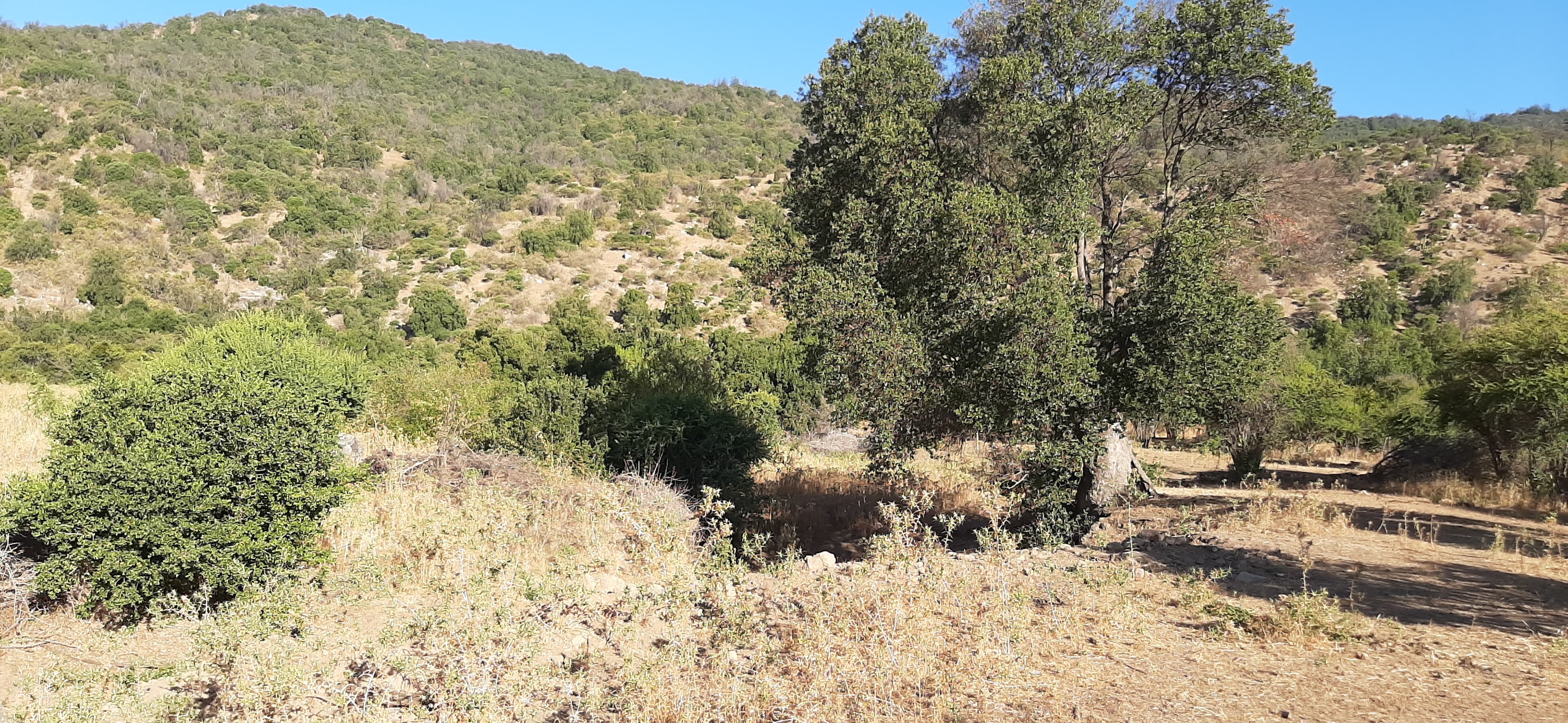 Santa Cruz - El Huique (3) (1)